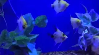 New Foods Only At The Fish Factory