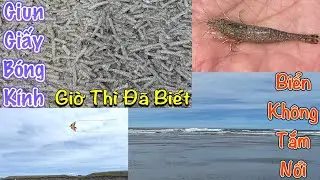 Một Ng&agrave;y Vui Với Biển Oregon-Oregon Biển Tắm Kh&ocirc;ng Nổi-Giun Giấy B&oacute;ng K&iacute;nh-Morning On The Beach -229