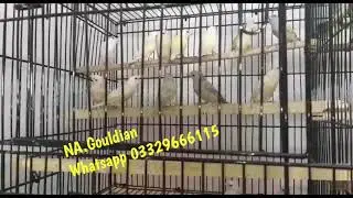 Lutino Gouldian Finches 2021|Lutino Gouldian ki 2021 Ki Breed | by || Dayan Aviary ||