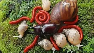 Rare Wildlife Encounter : Millipede, Snail & Rhinoceros Beetle Meetup Caught on Camera #Educational