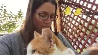 Other Buster 2 has a scratched ear - Cat Chat with Heidi Episode 19