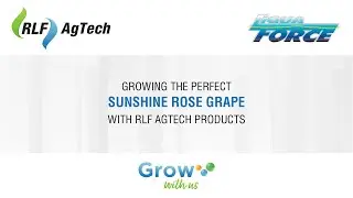 15  GROWING THE PERFECT SUNSHINE ROSE GRAPE WITH RLF AGTECH PRODUCTS