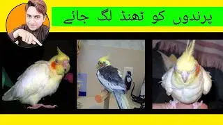 Cocktail parrot ko thand lag jaaye  taur per kya dena chahie
