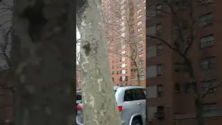 Real projects Harlem NY The Grant Houses 🗽🗽🗽🗽🗽👀👀👀👍👍🌃🌃🌃🌃🌃👁️👁️👁️👁️👁️🤯🤯🤯