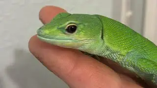 &ldquo;Daily vlog day 17&rdquo;!#love #snake #reptiles #animals #pets #lizard #nature #2026 