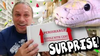 SURPRISE NEW RARE SNAKE ARRIVED!!! UNBOXING! | BRIAN BARCZYK