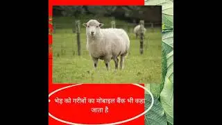 #agriculturequiz#IBPSAFO #agriculturallife #agriculture #horticulture#agriexam#agriculturescience