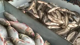 wow big big size Roifish & Katla fish selling live skills by expert fish seller 