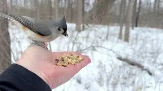 Hand-feeding Birds in Slow Mo - Tufted Titmice, White-breasted Nuthatch