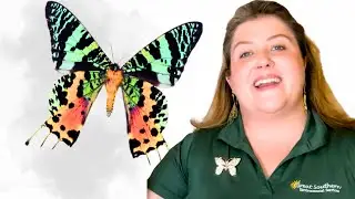 The Fascinating World of Lepidoptera: Butterflies & Moths Explained!