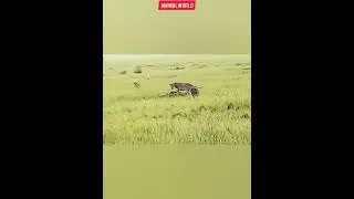 baboon vs lion