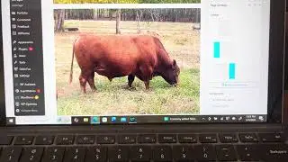 Бык породы Poll с фермы Green Pastures Farm South доступен для продажи в Оксфорде, Северная Карол...