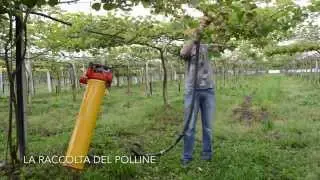 L'impollinazione del kiwi - Flying Doctors - IT