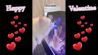 Cat nowadays when valentine's day comes