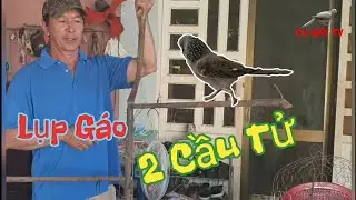 Độc Đáo Với Lụp Gáo 2 Cầu - Bắt Cu Bổi Trận !