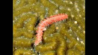 43,27,33,61,22 Hz : Worms (RIFE Healing Frequency)