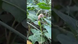 Growth of Ivy-gourd/Tindora plant #vegetables #shorts #youtubeshorts
