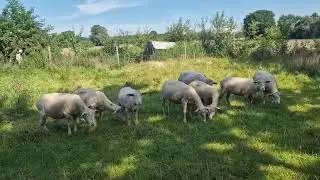 Selektion der Mutterschafe und Ziegen, Haarschafe warwn ein Fehler von mir.