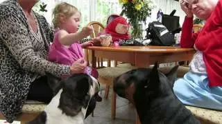 Toddler Spoon feeding two English bull terriers with excellent temperements
