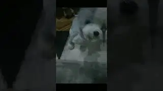 TKS SO MUCH FOR 1K VIEWS!!🎉🎉 #dog#milestone