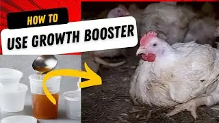 how to use GROWTH PROMOTER in CHICKEN