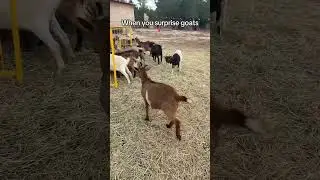 Surprising Goats with Fun Reactions #Goats #SurpriseReactions