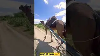 full loaded camel cart 🔥🔥