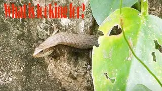 The black ant dead and the red ants got to be food | Killer insect animal | this document animals