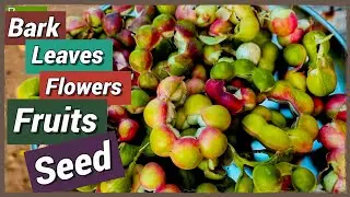 Pithecellobium dulce|Madras Thorn|जंगली जलेबी|ગોરસ આંબલી| विलायती चिंच|Manilla Tamarind