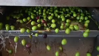 Prerada maslina u uljari sveti Ivan u Vodicama
