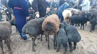 4.02.2026 ONA BOLA SOVLIQ QUYLARNI ARZONLARIDAN QARSHI KARVON MOL BOZORIDA 