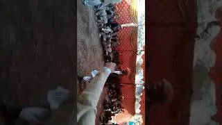 Old men Local Dance and shina old  song