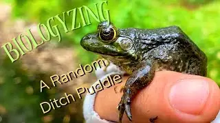 Biologyzing A Random Ditch Puddle