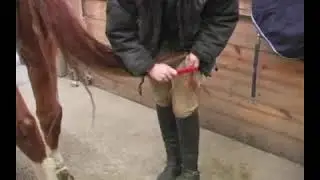 How to Brush the Tail of a Horse