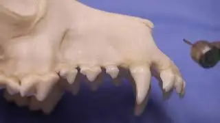 Veterinary Dentist SHARES His Technique #5 - Visualizing the Tooth Bone Interface