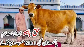 Haq Bahoo Dairy | Top Jersey Cow | Imported Cow | Heavy Milk Producer 🐄🔥