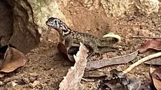 Nature Walk in Varadero Cuba - with Caves, Snakes, Huge Termite Hills, and Crazy Cactus 