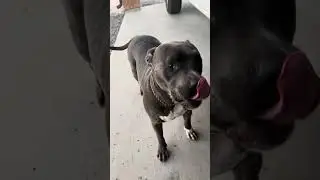 Play with my babygirl! #pitbull #pitbulldog #nativeamerican #nativepride