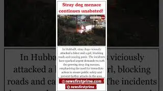 Stray dog menace continues unabated! | #straydogs #straydog #straydogrescue #straydogsofindia