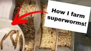 How I breed superworms! | The easiest feeder insects to farm in my experience