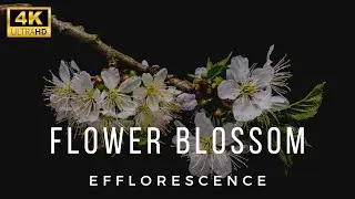 4k Beautiful Cherry Flower blossoming / Time lapse of flower blossom with sweet surrounding music