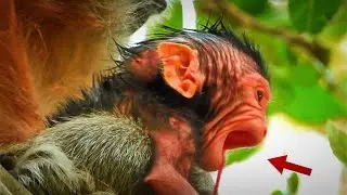 Lovely Monkey Wildlife Lovely Sweet Newborn Baby Monkey Just Birth From Mummy Meadow