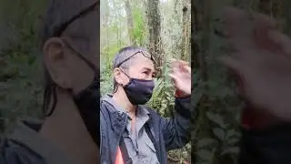 Exploring Nature trail in Kinabalu Park (Silau Silau Trail)