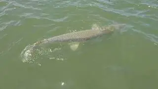 Fish On... Almost