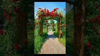 Dream Garden in Small Space 🌱 | Simple & Elegant#PlantLovers #GardenIdeas #ShortVideo #Trending