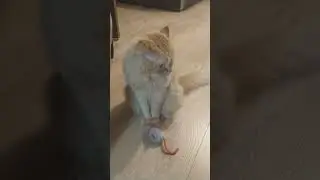 Кот рыжик и мышка