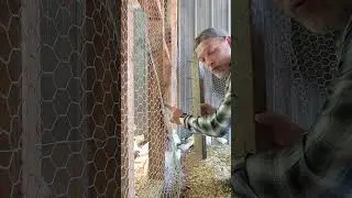 stretch #chickens wire by yourself #farmtips #farming #farmlife #chickencoop