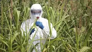 The Truth About GMO Labeling