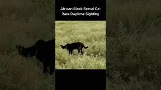 Rare Daytime Sighting - African Black Serval Cat #wildlife #servalcats  #safari #animals