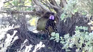 Western Bowerbird
